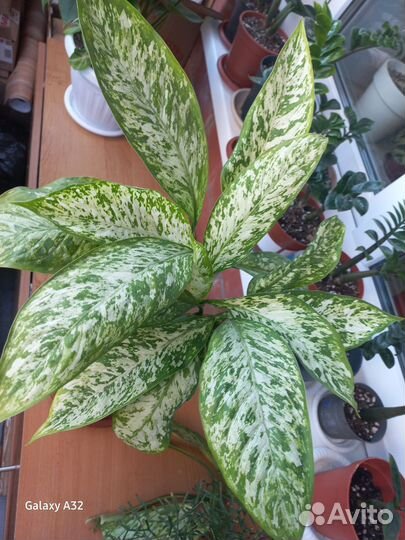 Диффенбахия везувий