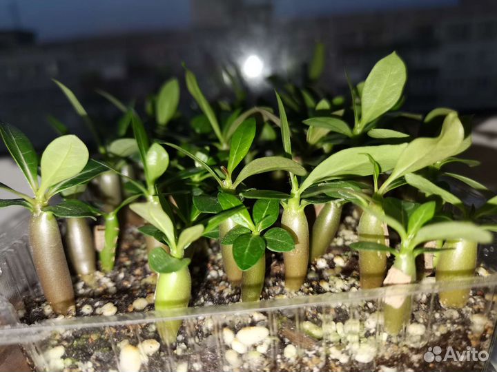 Адениум сеянцы