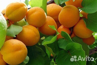 Морозостойкий абрикос триумф северный