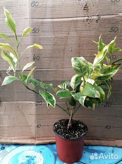 Вариегатные цитрусовые