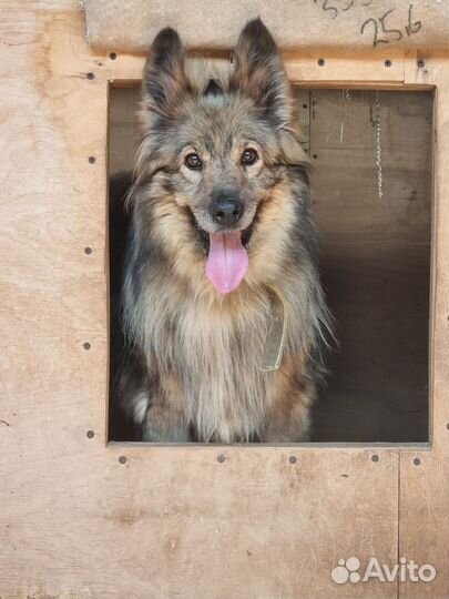 Собака в добрые руки из приюта