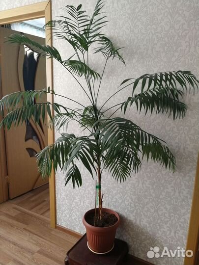Пальма хамедорея