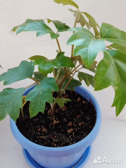 Циссус(березка) и др.комнатные растения