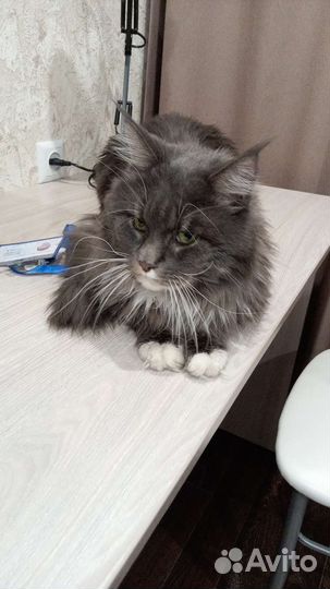 Передержка