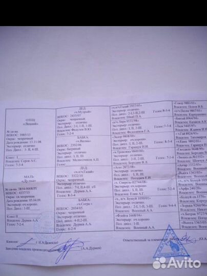 Щенки Русской Гончей