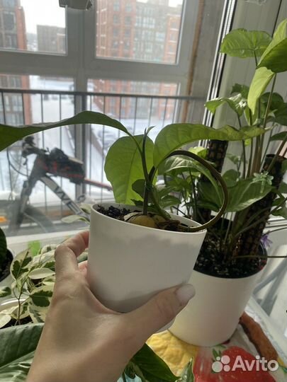 Авокадо растение