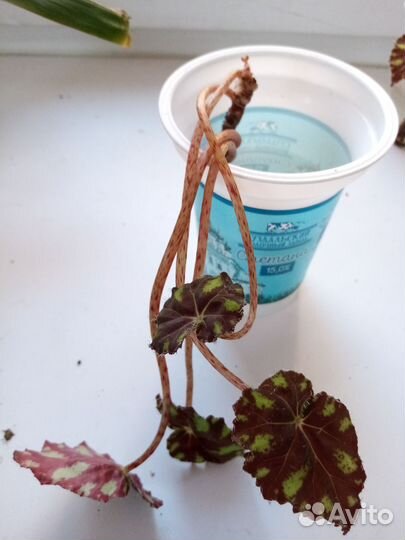 Бегония тигровая