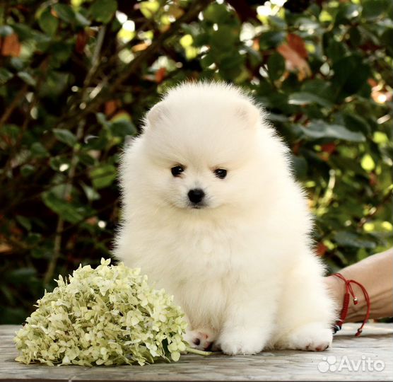 Белый померанский шпиц