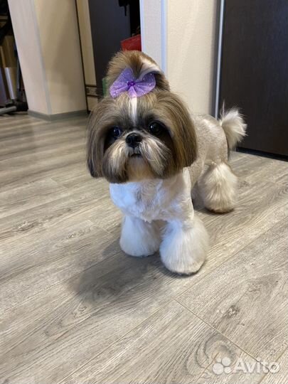 Грумер Нягань