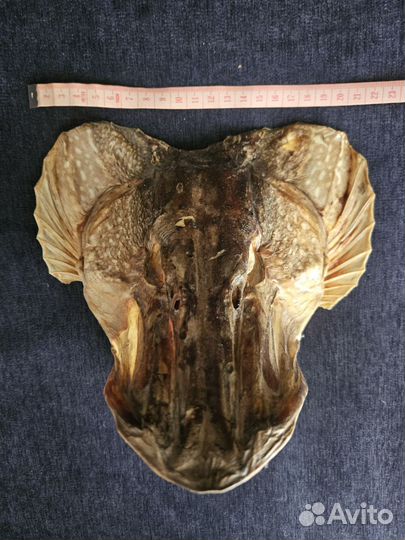 Голова щуки