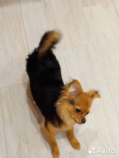 Чихуахуа вязка кабель