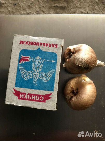 Луковицы фрезии