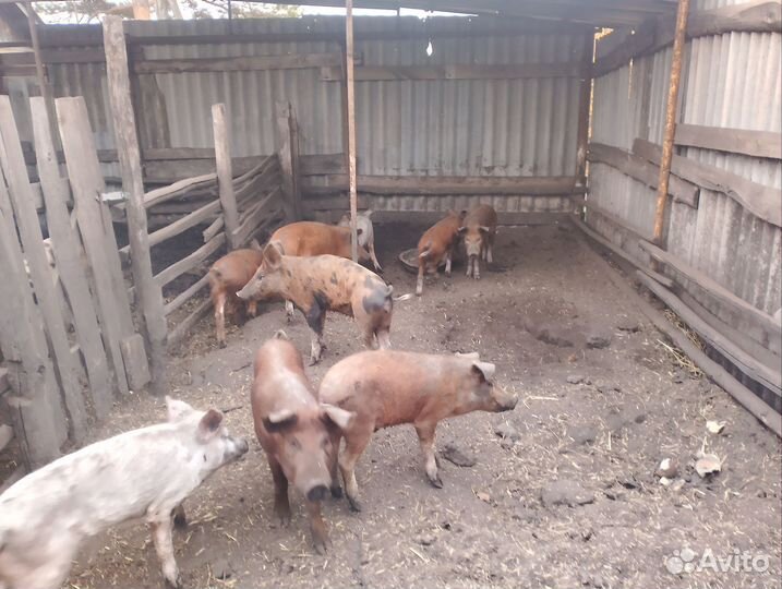 Продаю свиней