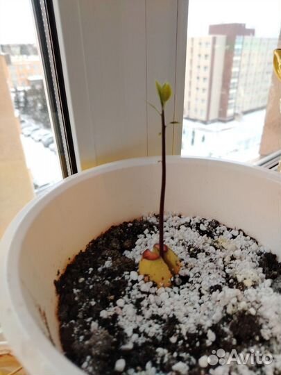 Авокадо растение