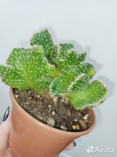 Кактусы и суккуленты