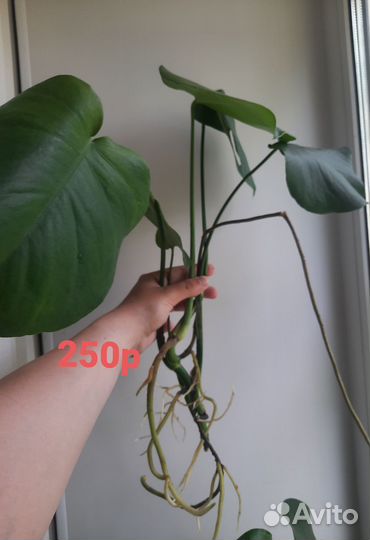 Комнатные растения (офис) Монстера