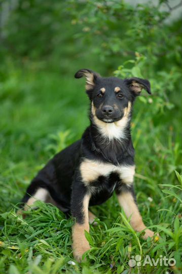 Собака щенки в добрые руки