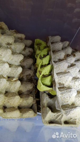 Сверчок кормовой, зофобас, мучной червь