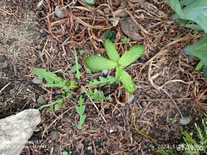 Маньчжурский орех