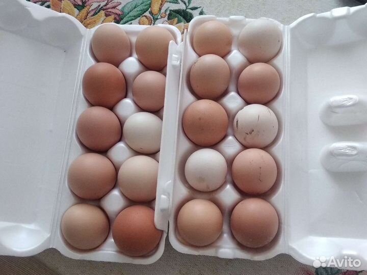 Домашние куриные яйца