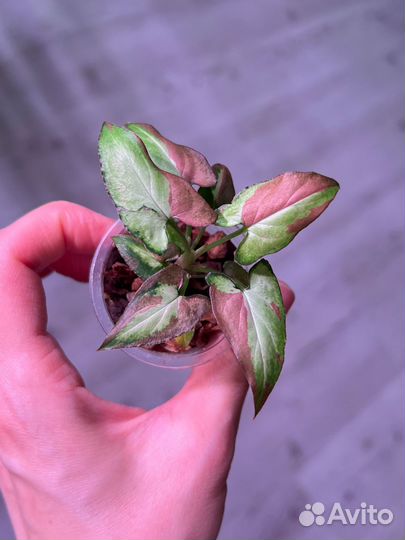 Сингониум Pink Salmon Розовый лосось
