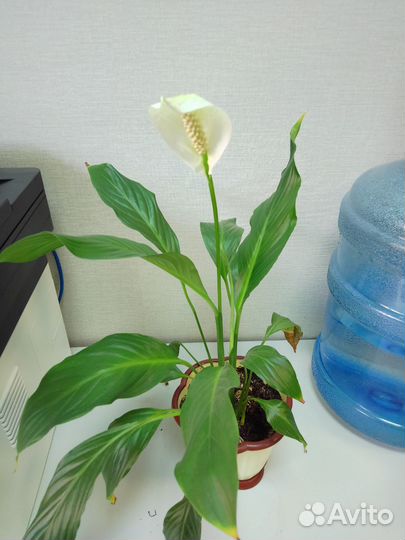 Спатифиллум