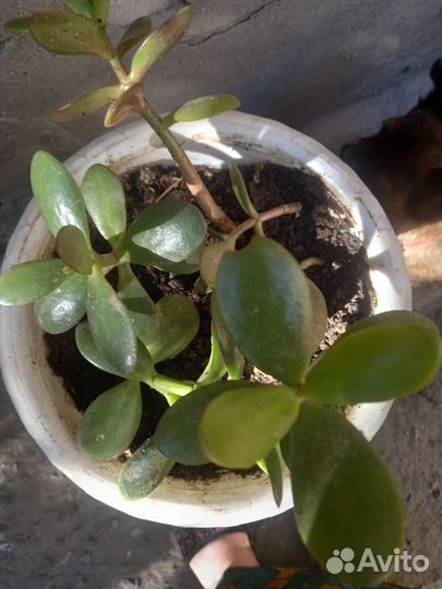 Денежное дерево толстянка крассула
