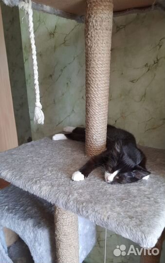 Особенный котёночек