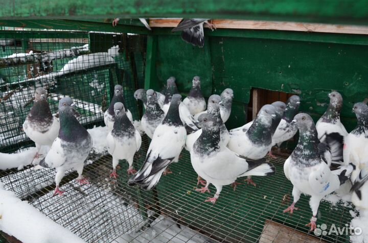 Венгерские голуби