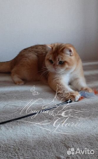 Вязка кот