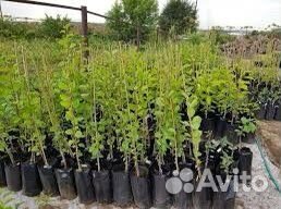 Саженцы груши с зкс