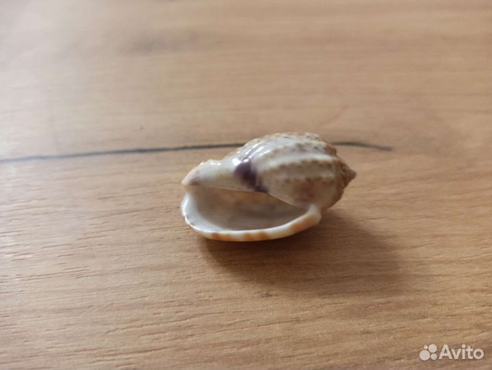 Морская раковина