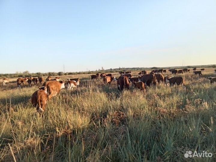 Бычки и телята