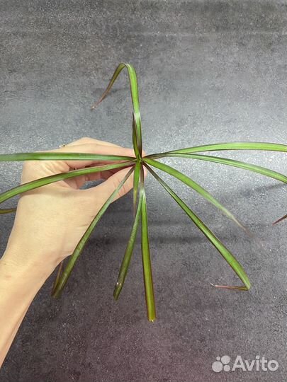 Драцена пальма