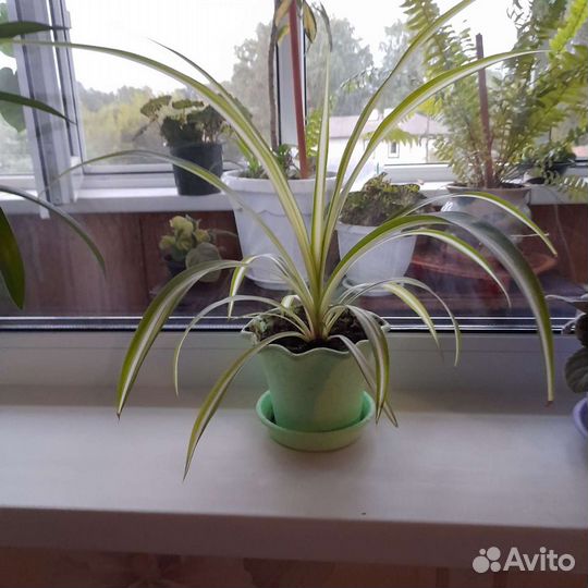 Хлорофитум