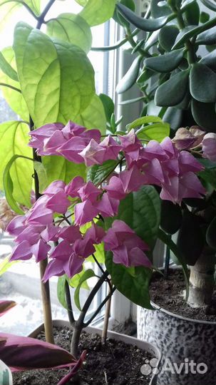 Клеродендрум томпсона