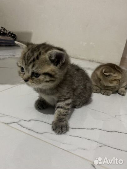 Шотландский котенок