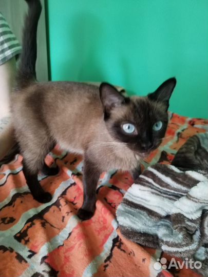 Тайские котята мальчик,девочка