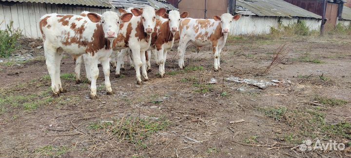 Телята бычки, телки(симментал)