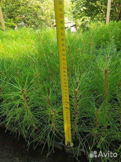 Сосна обыкновенная саженцы