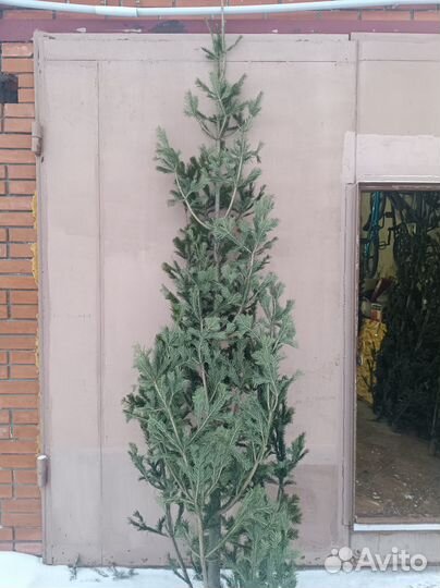 Живая пихта новогодняя