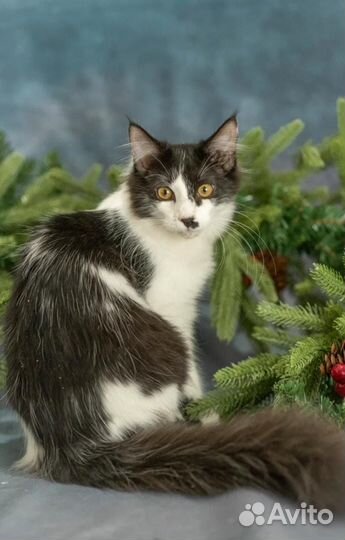 Котик в добрые руки