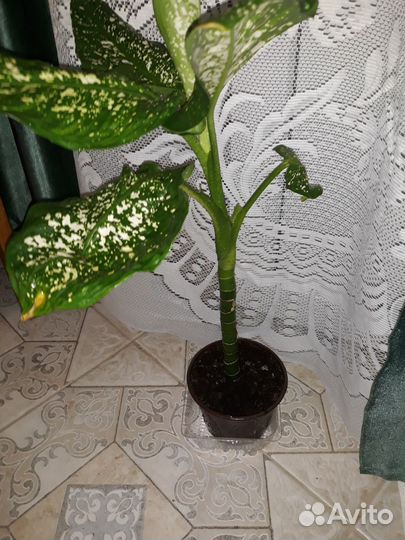 Диффенбахия ей 5 лет