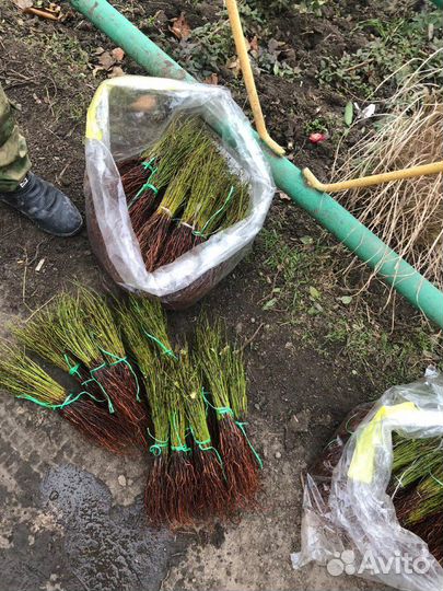 Подвой черенки