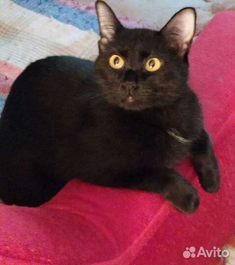 Кошка в добрые руки