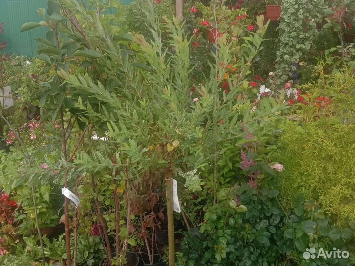 Рододендрум