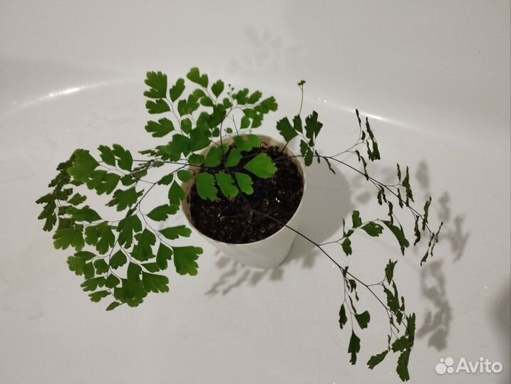 Папоротник, адиантум, нефролепис, асплениум