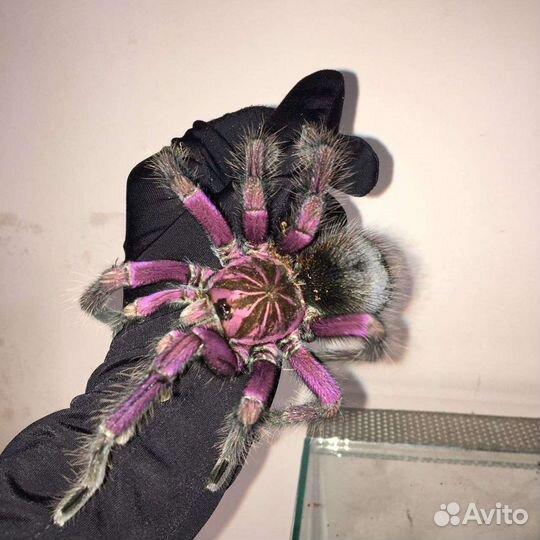 Паук птицеед