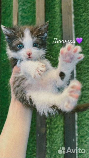 Котята в добрые руки бесплатно