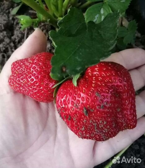 Клубника ндс Мальга, Эльсинора, Вивара и др